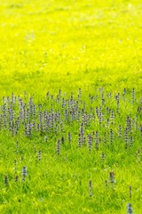 Wall Mural - Beautiful purple flowers on a meadow