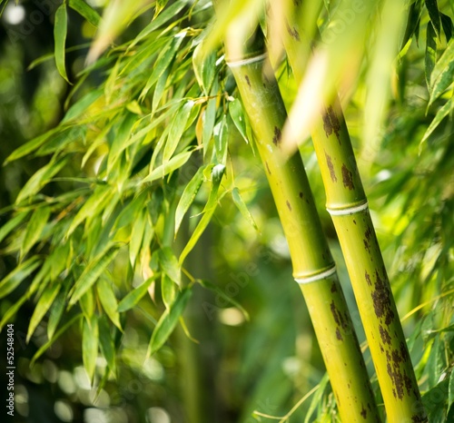 Naklejka na szybę Close-up of a bamboo plant