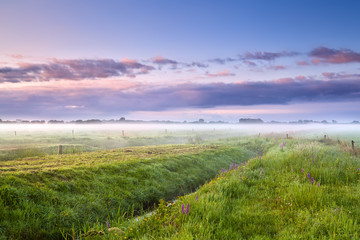 Wall Mural - summer misty morning over meadows