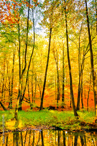 Obraz w ramie Buchenwald mit Bach im Herbst