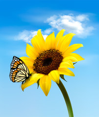 Fototapete - Background with sunflower field over cloudy blue sky. Vector