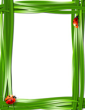 Grass Frame With Ladybugs.