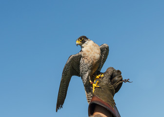 peregrine falcon on falconry glove