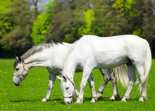 Two White Horses  Grazing In The Pasture