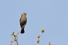 Female Red-Winged Blackbird Perched In A Tree