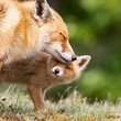 Red Fox and her young cub