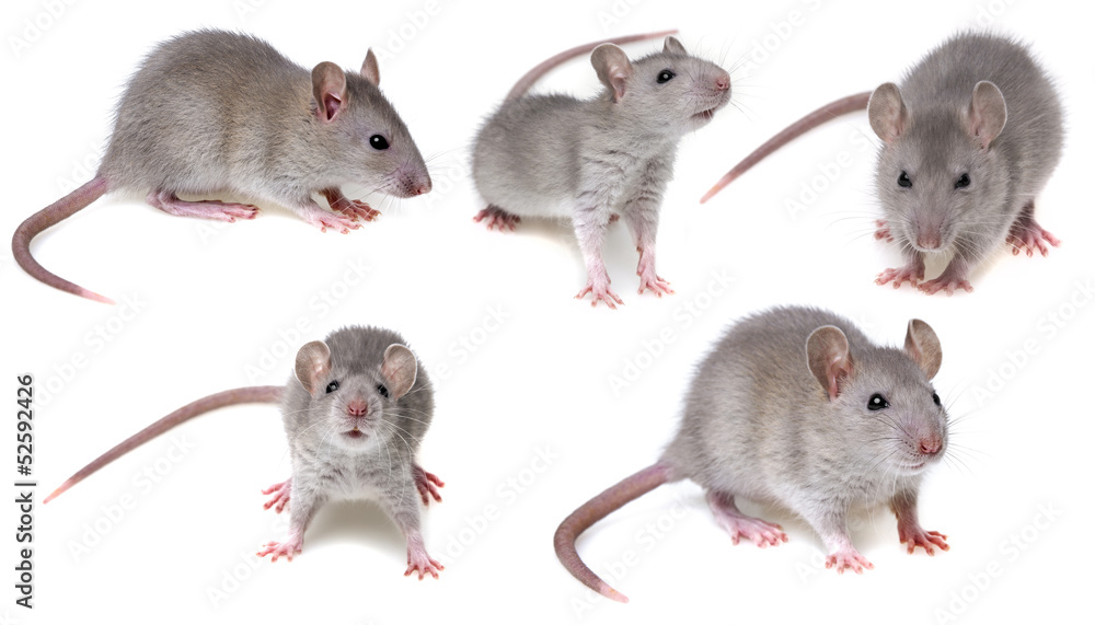 grey rat collection Stock Photo | Adobe Stock