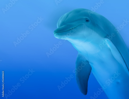 Zdjęcie XXL Ciekawy delfin