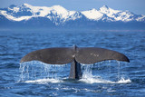 Fototapeta  - Whale tail