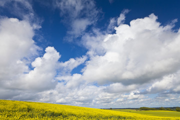 Wall Mural - Oilseed Rape, Canola, Biodiesel Crop