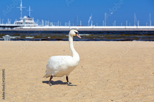 Board z aluminiowym obramowaniem Piękne łabędzie na plaży w sopocie, polska