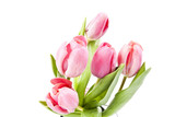 Fototapeta Tulipany - Pink tulips on white background in a bucket