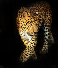 Wall Mural - leopard portrait