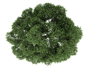 Wall Mural - top view of english oak tree isolated on white background