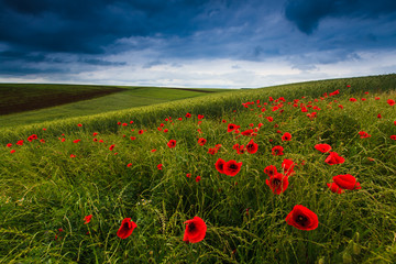 Beautiful rural scenery with wild flowers and ominous stormy sky