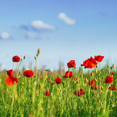 Poppies field