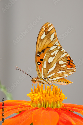 Tapeta ścienna Motyl - (dione juno huascuma)