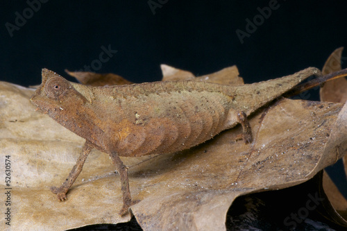 Board z aluminiowym obramowaniem Brązowy kameleon / brookesia superciliaris