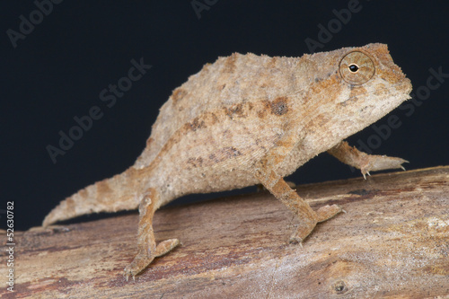 Board z aluminiowym obramowaniem Brodaty karłowaty kameleon / rieppeleon brevicaudatus