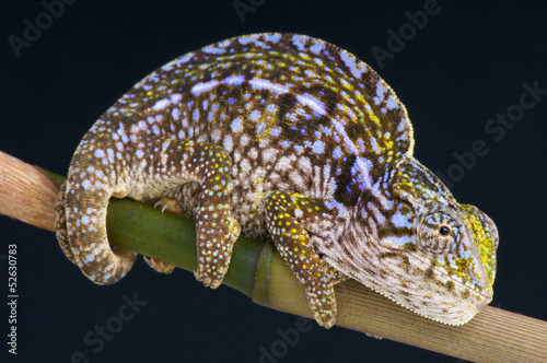 Board z aluminiowym obramowaniem Pomarszczony kameleon / furcifer lateralis