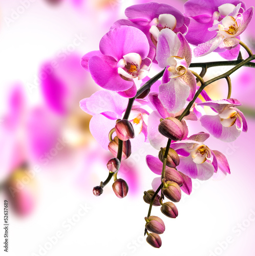 einzelne bedruckte Lamellen - Orchid (von doris oberfrank-list)