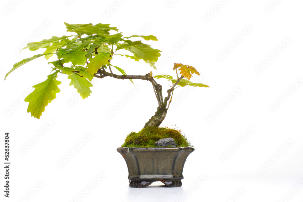 Stock-Foto Bonsai Eiche | Adobe Stock
