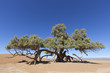 A single Tamarisk tree (Tamarix articulata) in the Sahara desert