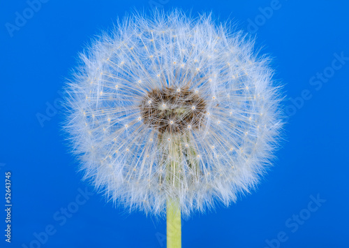 Board z aluminiowym obramowaniem Biały dandelion