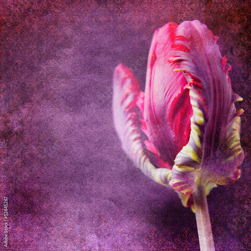 rozowy-tulipan-na-tle-fioletowego-eleganckiego-tla