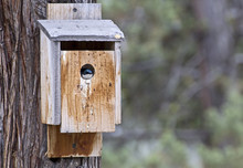 A Colorful Tree Swallow Bird Peeking Out Of A Wooden Birdhouse