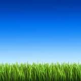 Fototapeta Na sufit - Grass on the background of blue sky