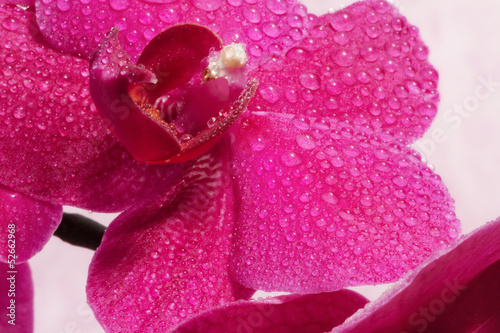 Board z aluminiowym obramowaniem Poetycka orchidea bliska