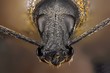 Extreme sharp study of weevil taken with microscope lens