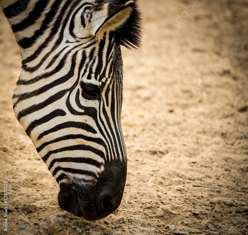Board z aluminiowym obramowaniem Zbliżenie zebra