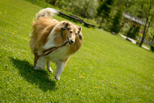 Rough Collie Dog On Green Field  Play With His Lash.