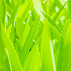 Wall Mural - Fresh green leaves background