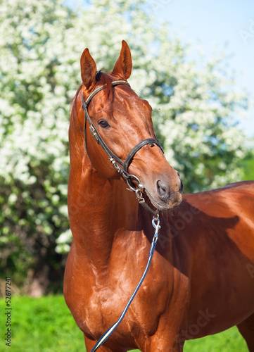 Fototapeta na wymiar Spring portrait of chestnut Trakehner stallion