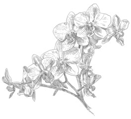 Hand drawing flower blossom