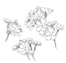 Hand Drawing Primula Flower Blossom