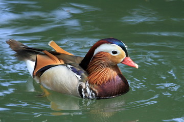 Wall Mural - Male mandarin duck