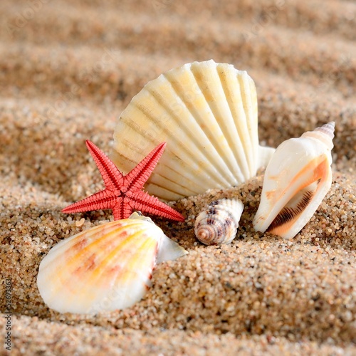 Tapeta ścienna Gwiazda morza i muszle na piaszczystej plaży