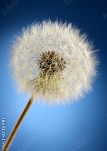 Board z aluminiowym obramowaniem Piękny dandelion z nasion na niebieskim tle