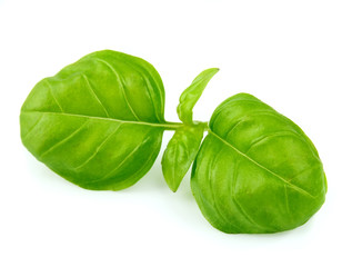 Wall Mural - Fresh basil leaves