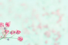 Pink Baby's Breath Flowers With Copy Space
