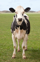 Dutch Cow