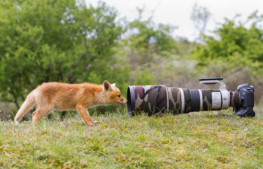 Wall Mural - Red fox Cub looks into the camera