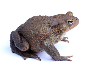 Wall Mural - European toad (Bufo bufo) isolated on white