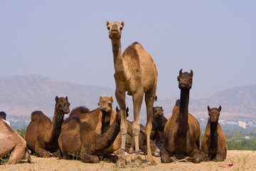 Wall Mural - Camel at the Pushkar Fair , India