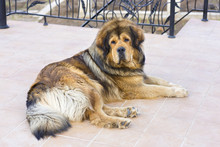 Lying Tibetan Mastiff