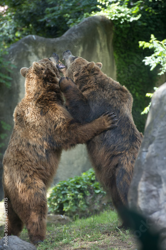 Tapeta ścienna Dwa czarne niedźwiedzie grizzly podczas walki